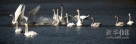 11月11日，一批天鹅在山西平陆黄河湿地上空飞翔。随着气温日渐下降，大批天鹅在这里栖息越冬，目前已有上千只天鹅，据湿地保护人员介绍，预计12月中旬，可达万余只。新华社发（鲍东升摄）