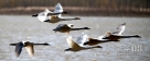 11月11日，一批天鹅在山西平陆黄河湿地上空飞翔。随着气温日渐下降，大批天鹅在这里栖息越冬，目前已有上千只天鹅，据湿地保护人员介绍，预计12月中旬，可达万余只。新华社发（鲍东升摄）