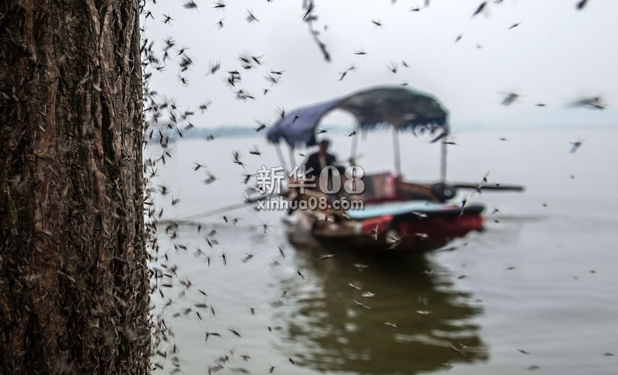 大量摇蚊聚集在武汉东湖边的树干上（11月15日摄）。新华社记者 程敏 摄 