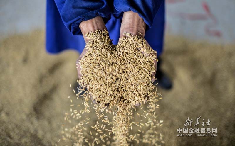 中国要成世界头号大米进口国？