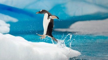 气候变暖可能会导致帝企鹅灭绝