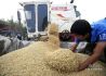 优质麦种植收益不及普麦可能影响下年农户种植意向