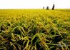 联合国粮农组织预计新的一年全球谷物产量将创历史新高