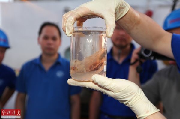 中国探测器将探索地球最深海底捕捉海底生物(图1)