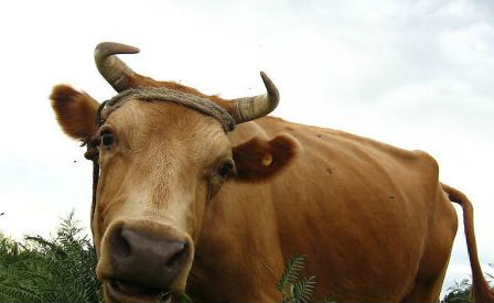 印度某护肤品加牛粪牛尿可改善多种皮肤问题