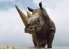 环境风险会是下一只“灰犀牛”吗？