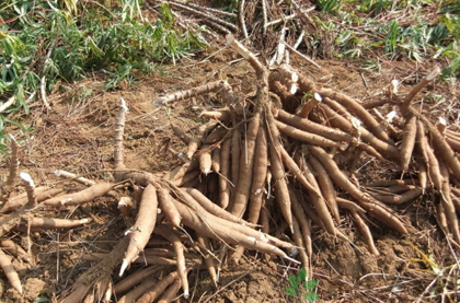 泰国木薯业三大协会联合调控市场价