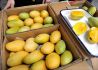 柬埔寨新鲜芒果将出口中国