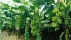 广西省崇左市得众香蕉农民专业合作社