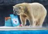 新加坡动物园为北极熊伊努卡庆生