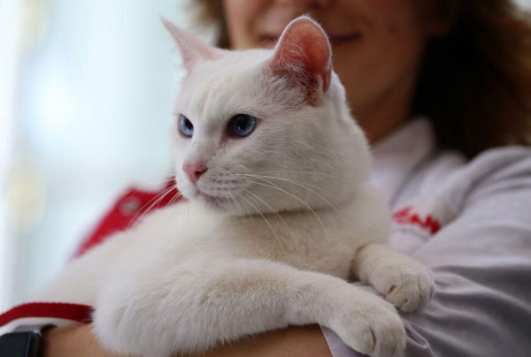 名为“阿基利斯”的白猫将负责预测今年世界杯比赛结果(俄罗斯《莫斯科时报》网站)
