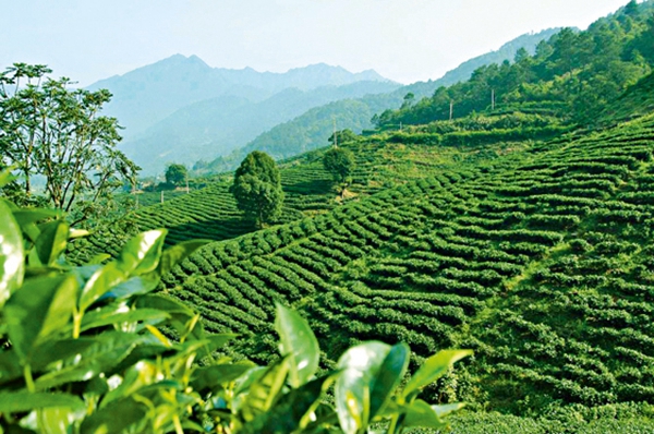 国家开发银行支持的武陵山连片特困地区印江土家族苗族自治县发展茶产业