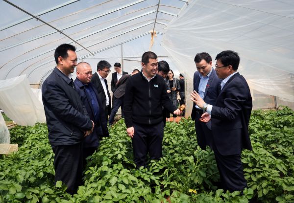 4月2日，千喜鹤集团董事长刘延云在威宁五里岗三膜马铃薯基地考察。（何欢 摄）