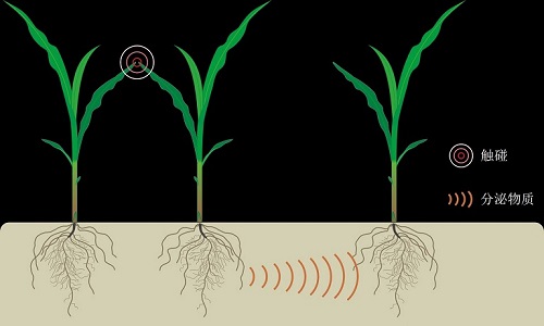相邻植物地上部分的触碰影响地下部分“交流”的示意图（英国《每日邮报》网站）