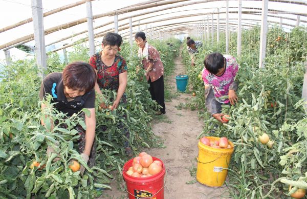 南冯村村民正在该村产业园内劳作