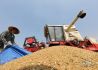 专家预测国内小麦价格上涨空间有限