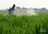 水稻种植对全球变暖的影响可能被低估