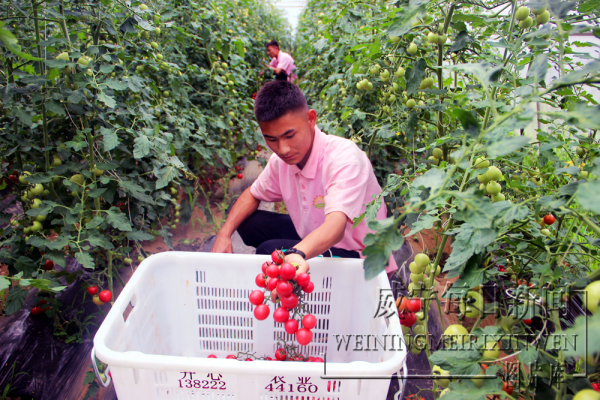 工人正在采摘水果番茄