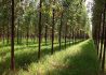 重庆今年计划完成营造林640万亩