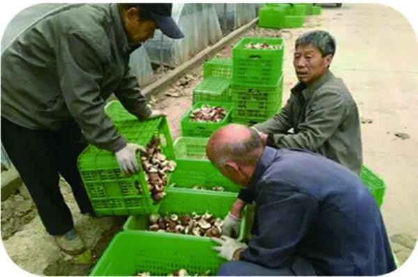 农户正在储存香菇