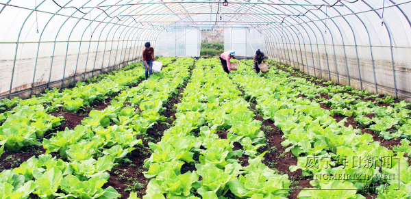 新丰村村民们正在给大棚蔬菜施肥