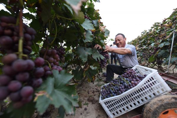新河县申家庄村民正在采摘葡萄