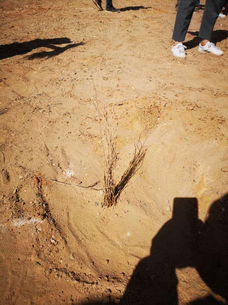 2019年甘肃敦煌支付宝蚂蚁森林春种现场 一颗刚刚种下去的梭梭幼苗