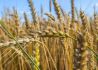 国家小麦良种攻关培育出一批绿色新品种