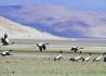 保护雪域高原碧水蓝天 西藏成立禁止白色污染协会
