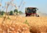 国内小麦价格上涨幅度相对增大 国际小麦期货价格触及三个月来高位