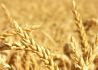 主产区小麦价格涨势明显放缓