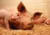 银保监会要求加大对生猪产业信贷支持