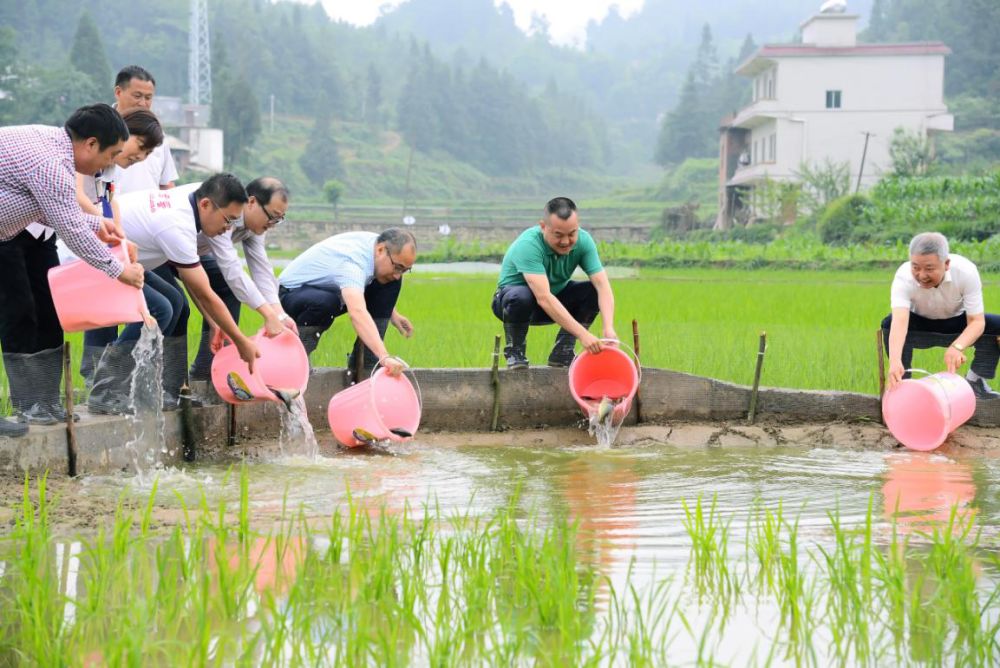 泸州老窖股份有限公司党委书记、董事长刘淼（右二）带领企业员工帮扶向田村发展稻田养鱼项目