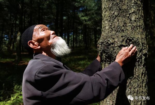 赫章水塘森林公园，一位老护林员仰望当年种下的树　　