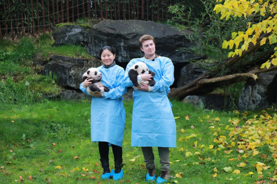 图为天堂动物园的第四只和第五只大熊猫——“宝弟”和“宝妹” （潘革平 摄）