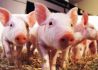 养殖行业产能释放保障供应 猪肉价格持续下降助益民生