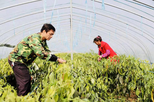 河林村扶贫产业园里，建档立卡贫困户正在采摘辣椒。