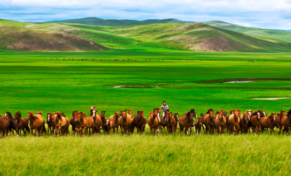 <p>农行内蒙古呼伦贝尔分行依托“惠农E贷”大力支持牧民发展畜牧业，倾情打造天边最美的草原</p>。（冯锵 摄影）
