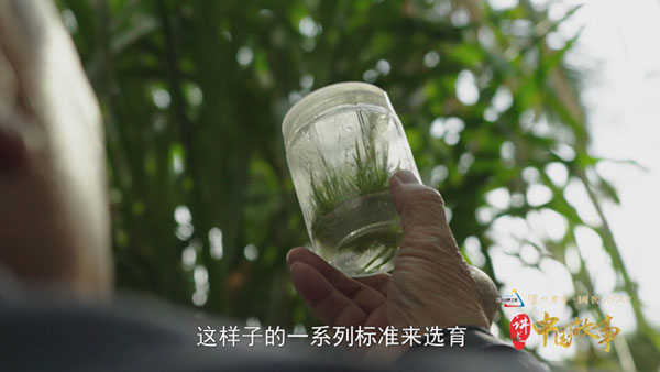 图为选育中的菌草