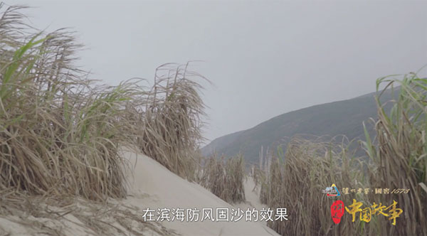 图为用于防风固沙的菌草