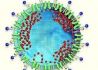 克罗地亚科研人员认为新冠病毒源于自然
