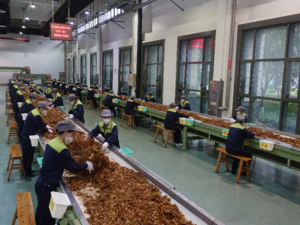 重庆中烟复工后的选叶工序
