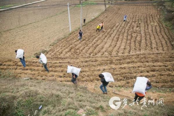 2月14日，在贵州省毕节市大方县星宿乡龙山村，村民正在将有机肥搬运到地里种植土豆。（罗大富 摄）