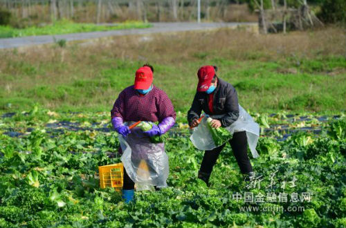 在广西桂林市临桂区中庸镇穴田村泗林屯，村民在菜地里采摘蔬菜（2月16日摄）。