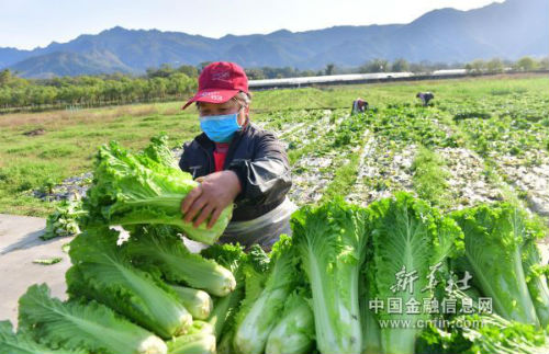 在广西桂林市临桂区中庸镇穴田村泗林屯，村民将蔬菜装车（2月16日摄）。