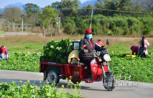 在广西桂林市临桂区中庸镇穴田村泗林屯，村民将刚刚采摘的蔬菜运走，准备打包（2月16日摄）。