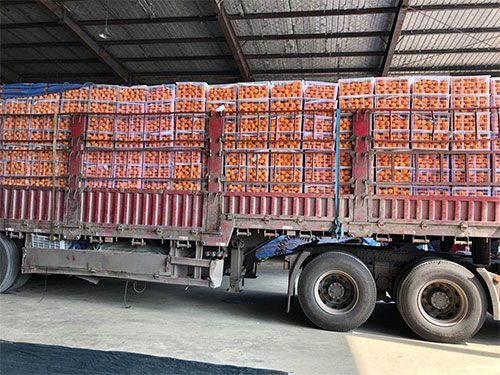2月22日，由重庆忠县捐赠的60吨“忠橙”运抵孝感。3