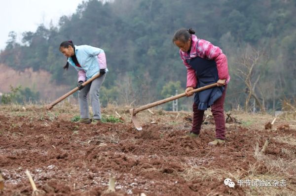 “中国皱椒之乡”—大方：防疫生产两手抓 辣椒育苗春种忙1