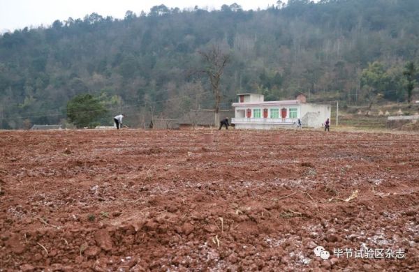 “中国皱椒之乡”—大方：防疫生产两手抓 辣椒育苗春种忙2