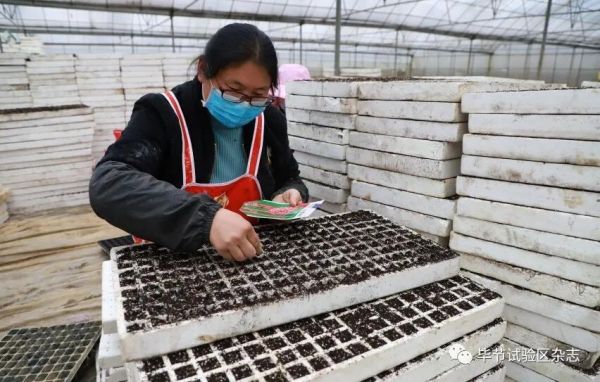 “中国皱椒之乡”—大方：防疫生产两手抓 辣椒育苗春种忙3